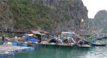 halong-emotion-cruise-2-days-tour-fishing-village